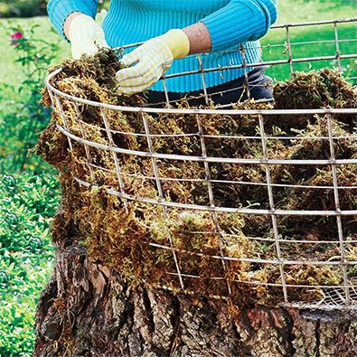 דחסו כבול בדפנות הסל