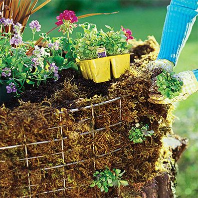 גינת פרחים על גדם עץ