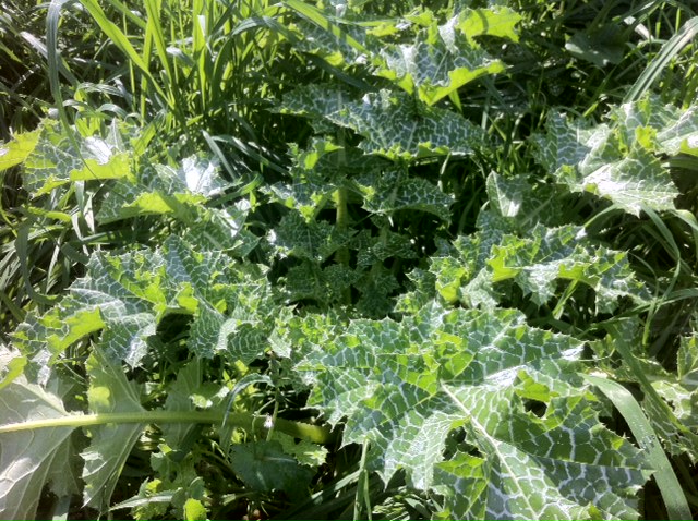 צמחי בר אכילים