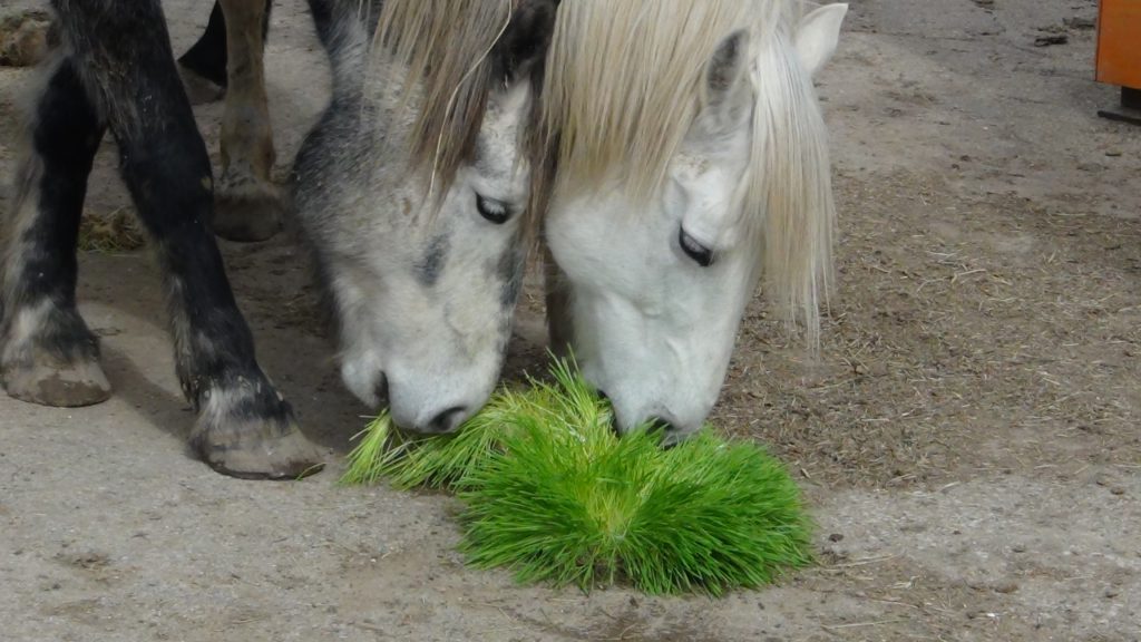 האכלת חיות משק בגידולים הידרופונים