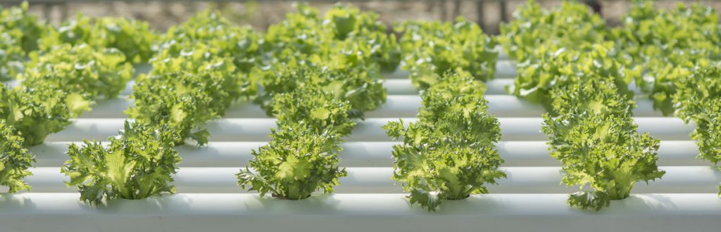 מדריך גידול הידרו למתחילים 101