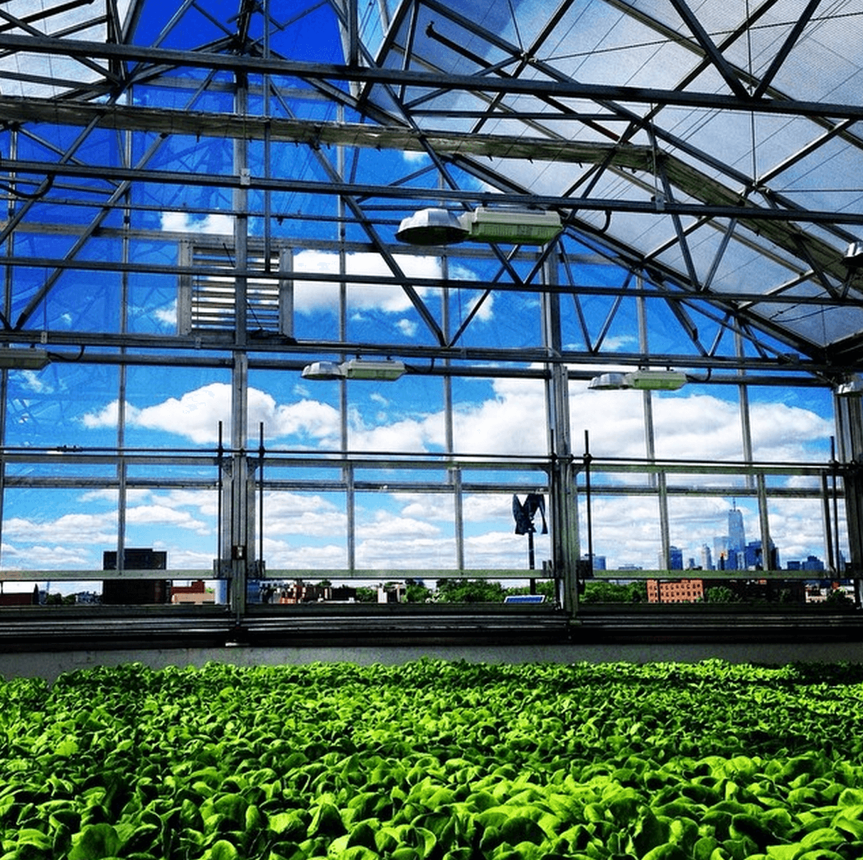 Sky Greens חווה אנכית בסינגפור 4