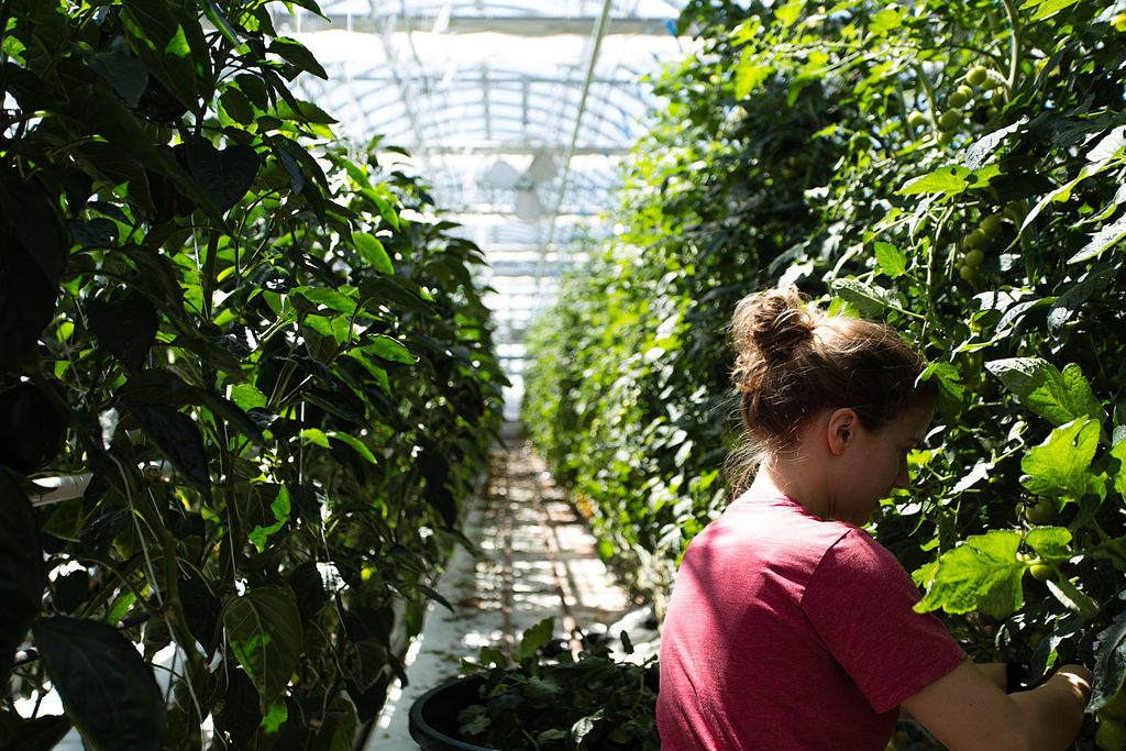 Lufa Farms חממות גידול הידרופוניות במונטריאול, קנדה 2