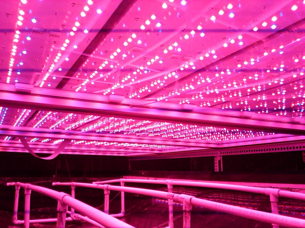 בכל הנוגע לחדשנות ויעילות במנורות הגידול, החברה משתמשת בטכנולוגיית LED וממקדת את ספקטרום התאורה לאורכי גל המתאימים ביותר לתהליך הפוטוסינטזה של הצמחים, ובכך מייעלת את התהליך וצורכת פחות אנרגיה. כמו כן עקב חוסר ההתחממות של מנורות הלד, ניתן למקמן קרוב יותר לצמחים, ובכל להגביר עוד יותר את התפוקה למטר מרובע.