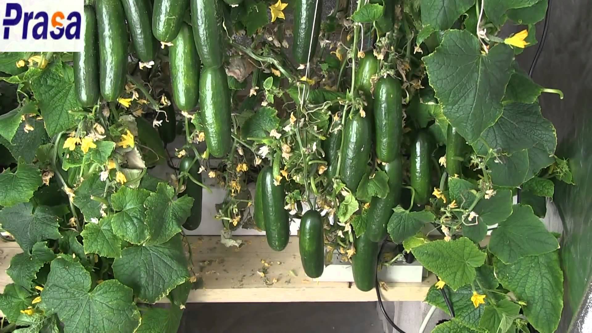 מלפפונים הידרופונים - ליחצו על התמונה לצפיה בסרטון you tube. קרדיט: Dean Wu