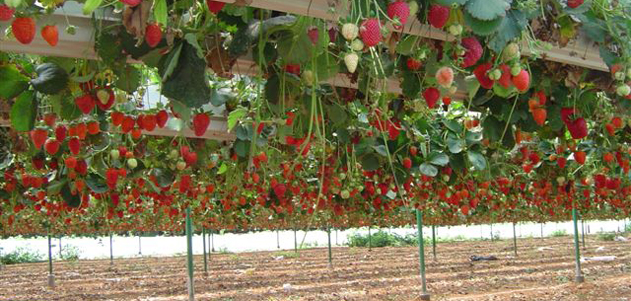 חממה הידרופונית לגידול תותים 