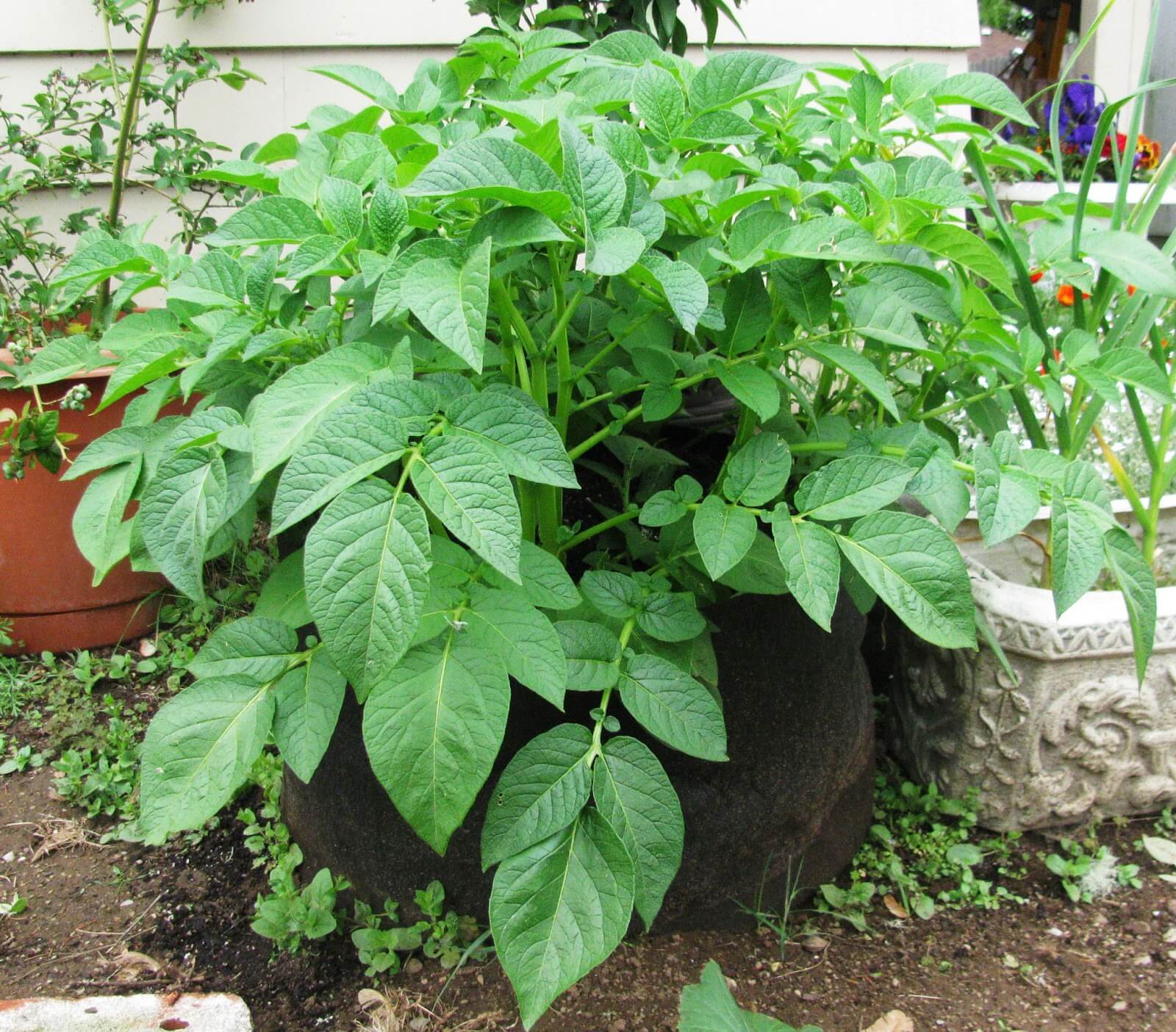 איך מגדלים תפוח אדמה 