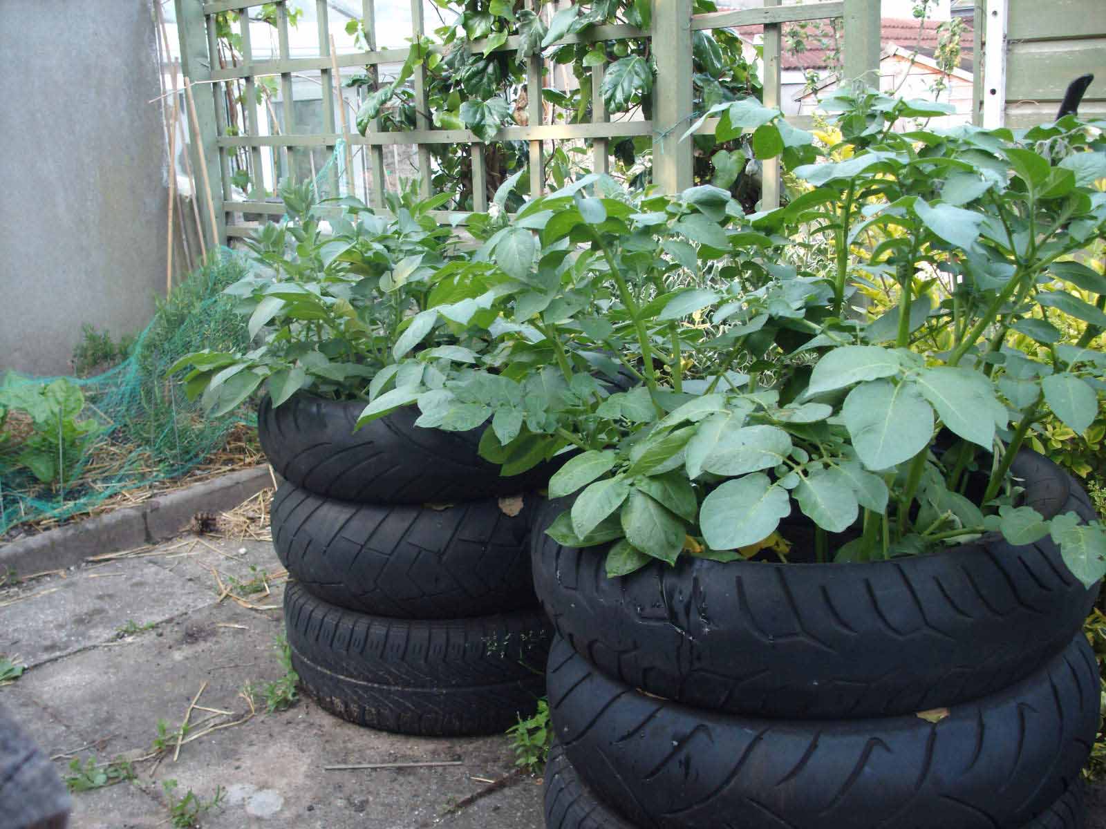 אדנית תפוחי אדמה מצמיגים