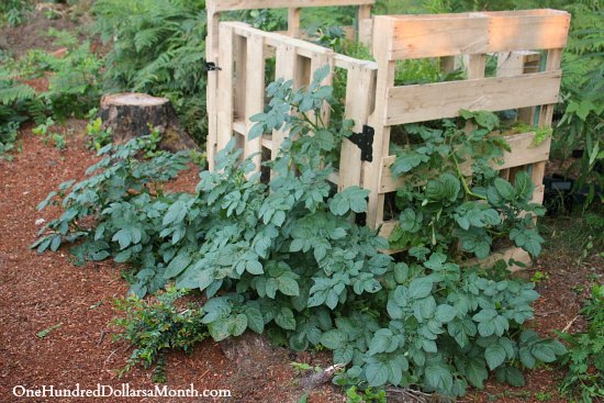 שימוש במשטחי עץ לגידול תפוח אדמה בגינה 