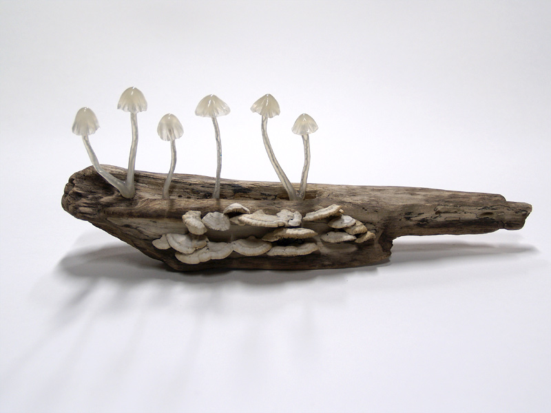 6 פטריות זכוכית על עץ