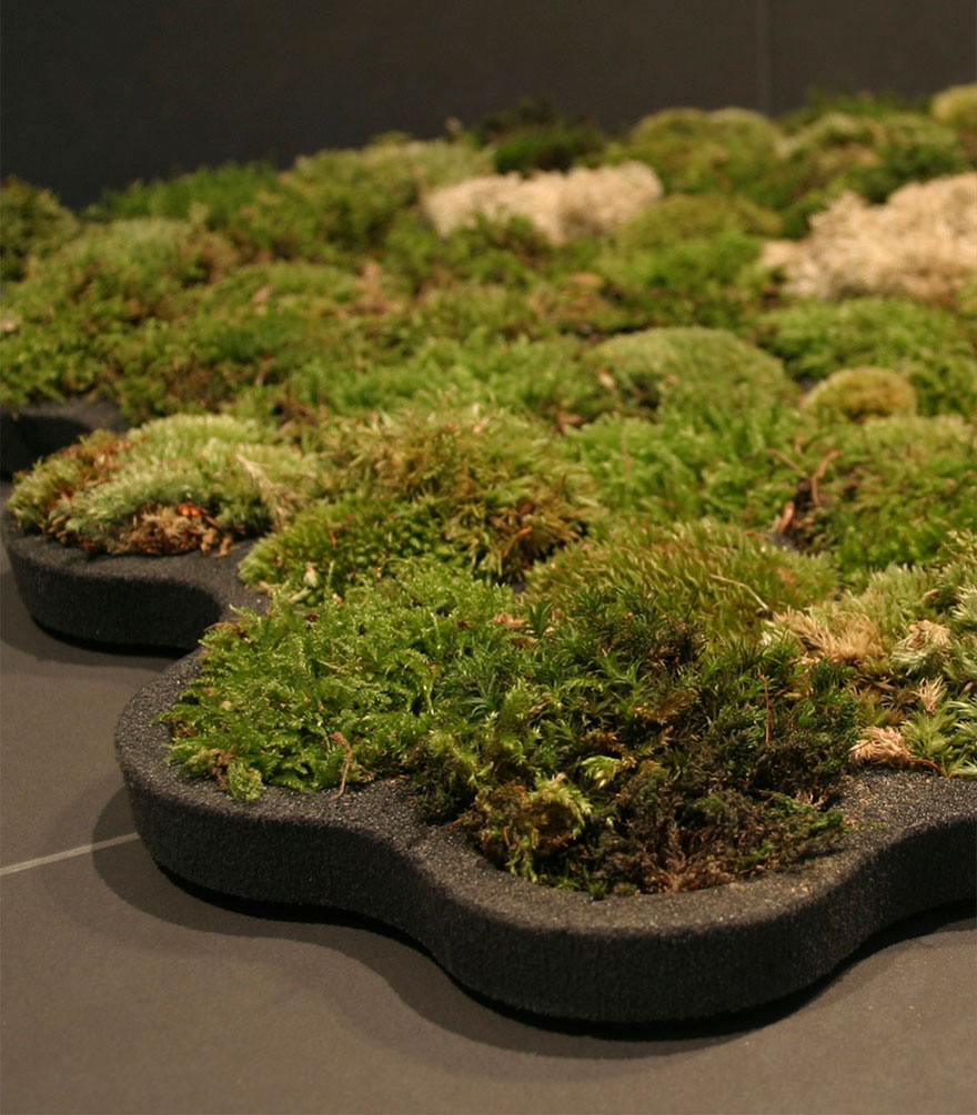 טחב חי למקלחת