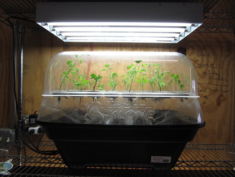 מדריך תנאים מפורט ללקיחת ייחורים הידרופונים