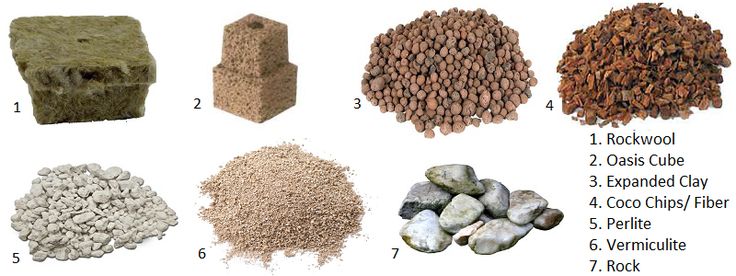 באיזה מצע גידול הידרופוני כדאי להשתמש בעת לקיחת ייחורים