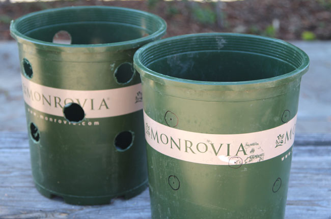 שתילת תותים בערכה בהכנה ביתית לגינה 