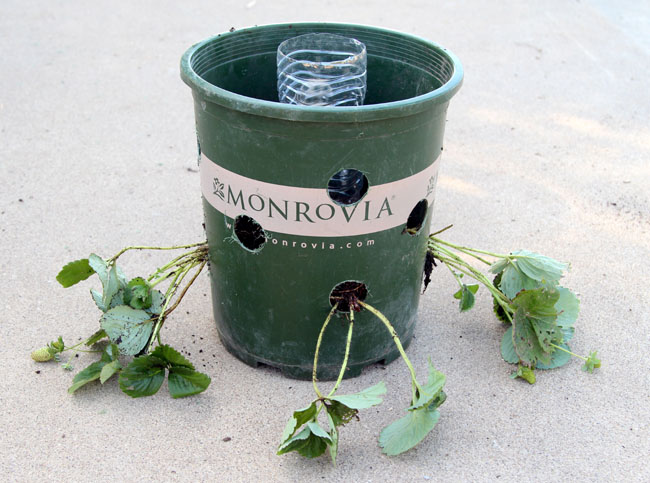 שתילת תותים בסתיו עשה זאת בעצמך מדריך