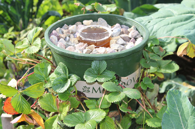 שתילת התות במגדל עשה זאת בעצמך 