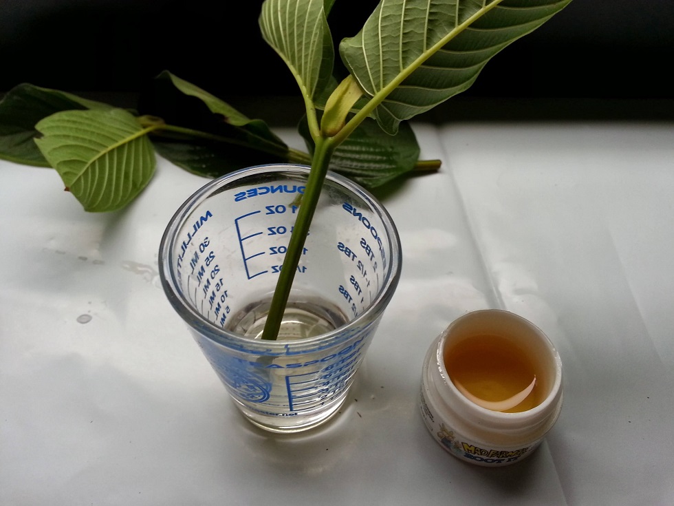 כיצד מסייע הורמון השרשה לייחור תקין