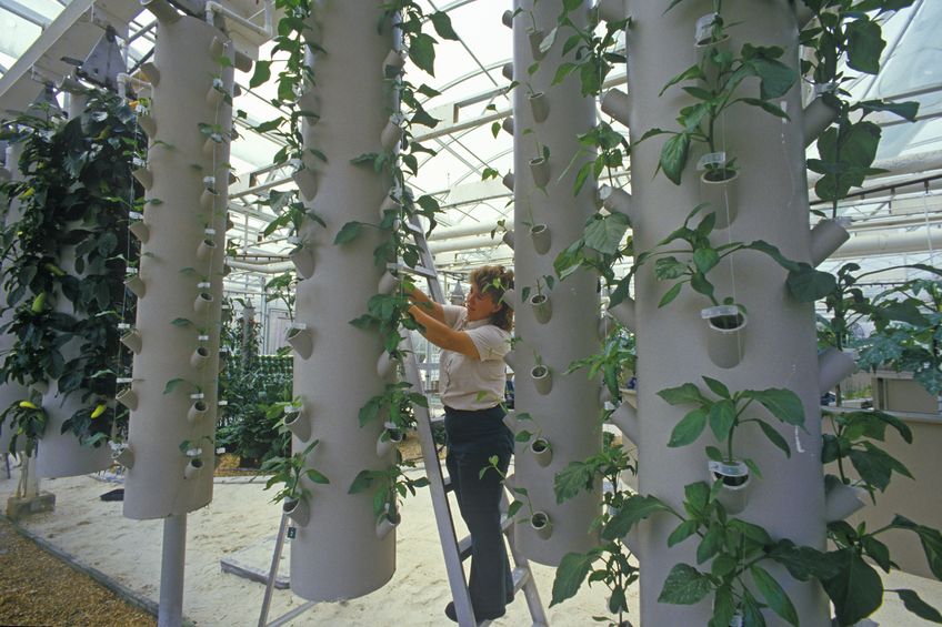 גידול לגובה בהידרופוניקה בחקלאות עירונית
