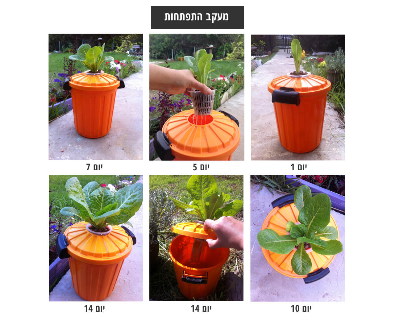 שלבי גידול הידרופוני ללא חשמל