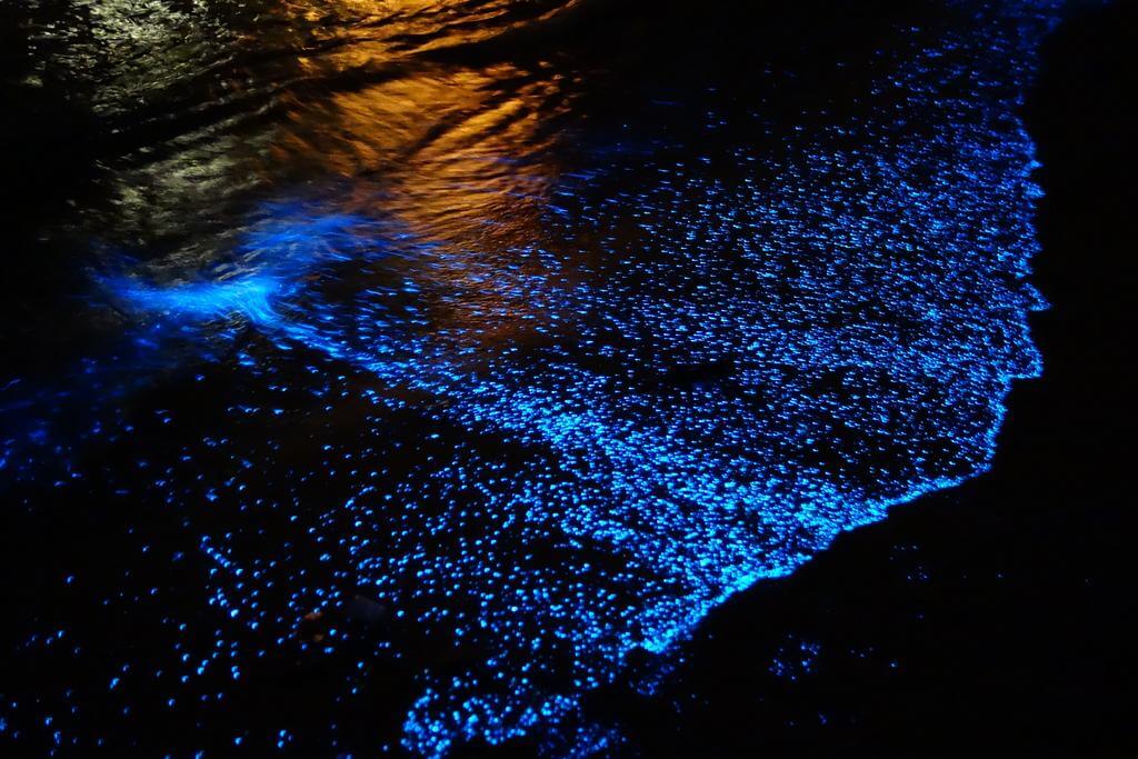 Independent.co.uk/ Bioluminescent Plankton/