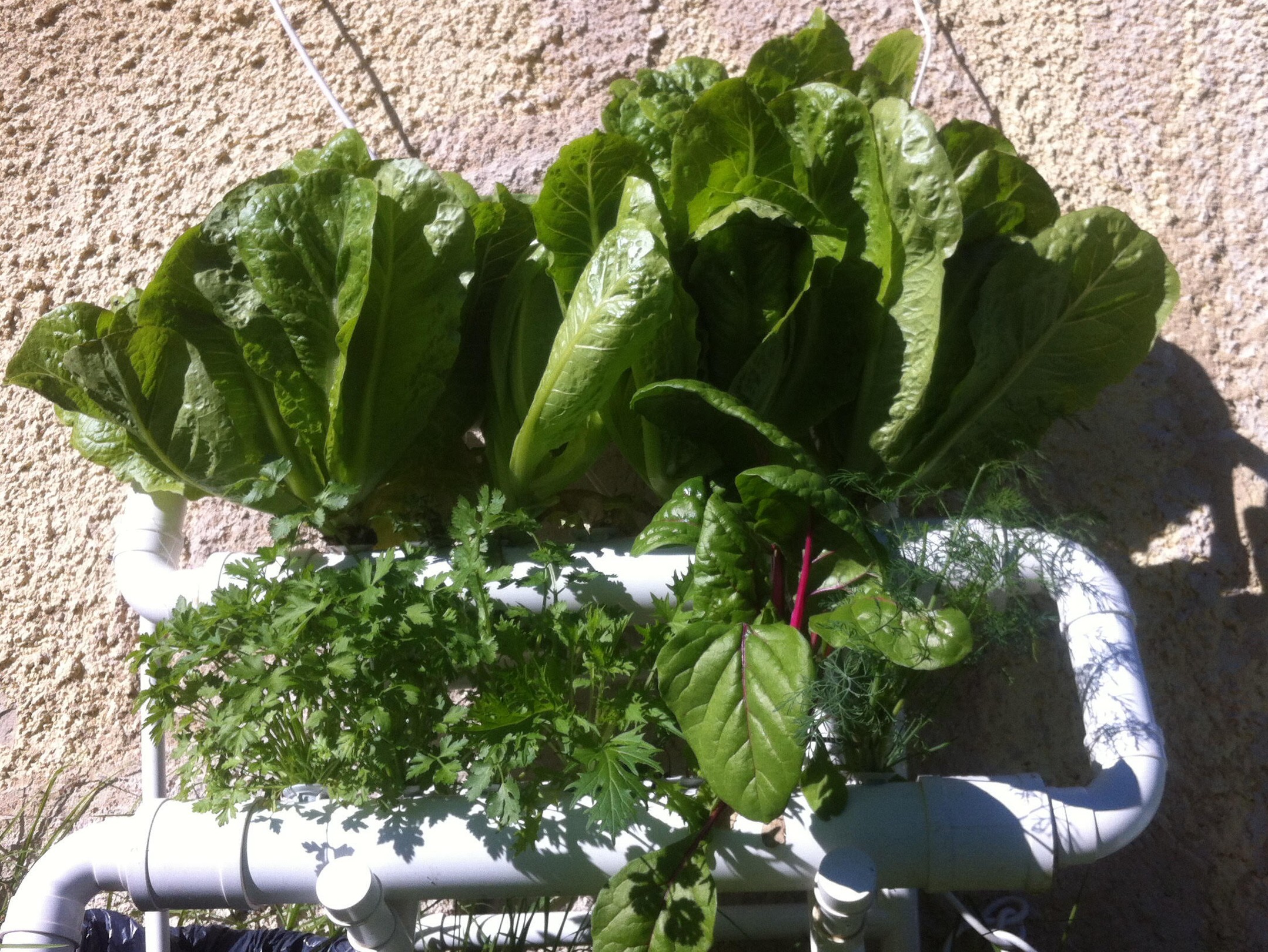 חסה הידרופונית ביתית