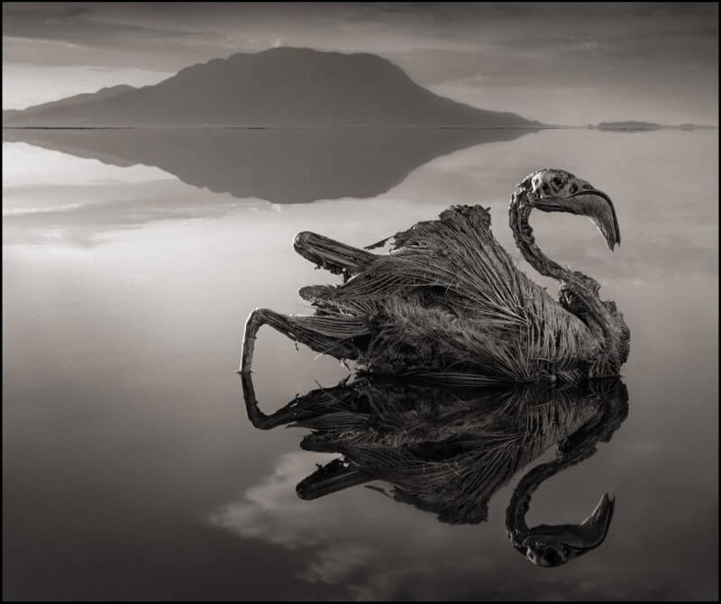 Nick Brandt/ nickbrandt.com/