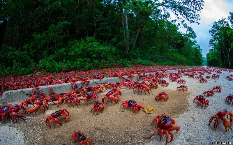 Caters News catersnews.com 