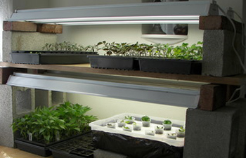 מנורות גידול לצמחים