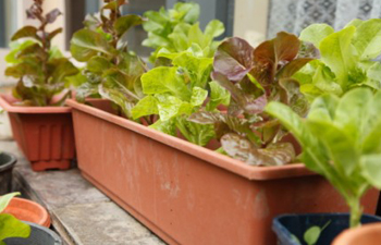 מדריך גינון למתחילים