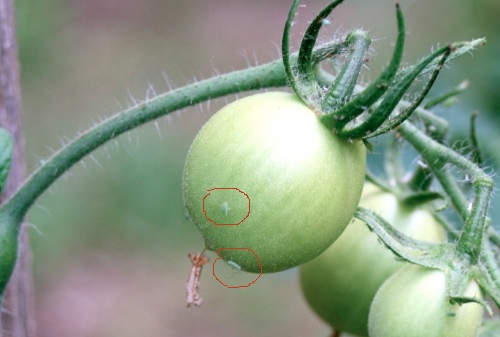 טיפול במזיקים על עגבניה