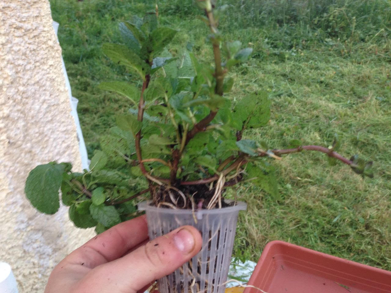 גידול הידרופוני של נענע בערפל