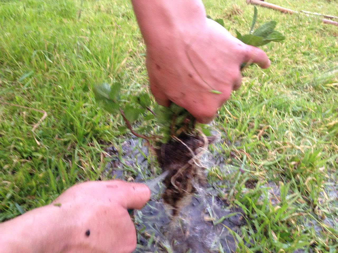 שיטפו בזהירות את שורשי הצמחים