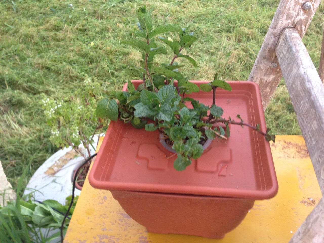 עציץ הידרופוני עשה זאת בעצמך