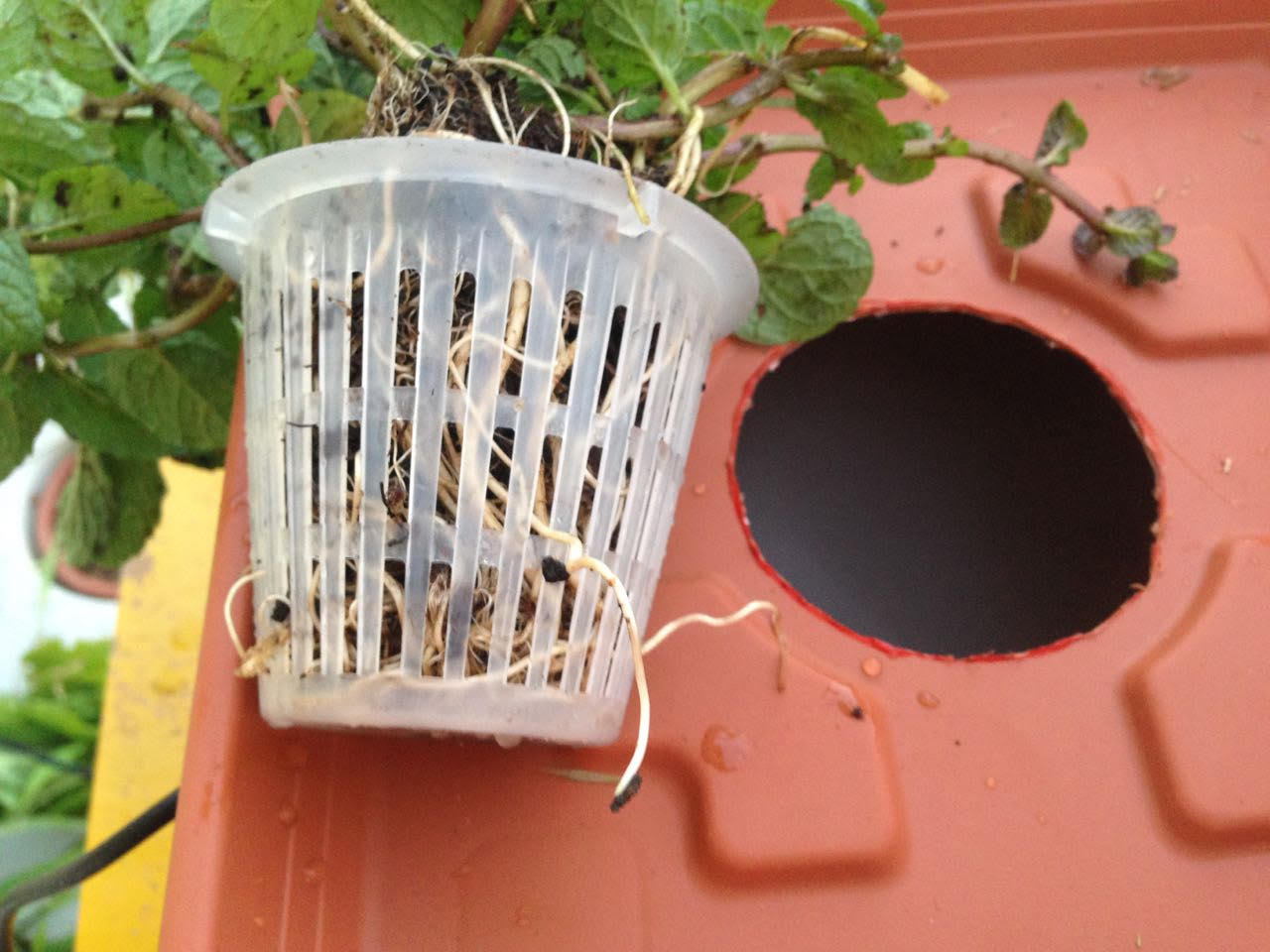 כוס רשת בתוך המכסה