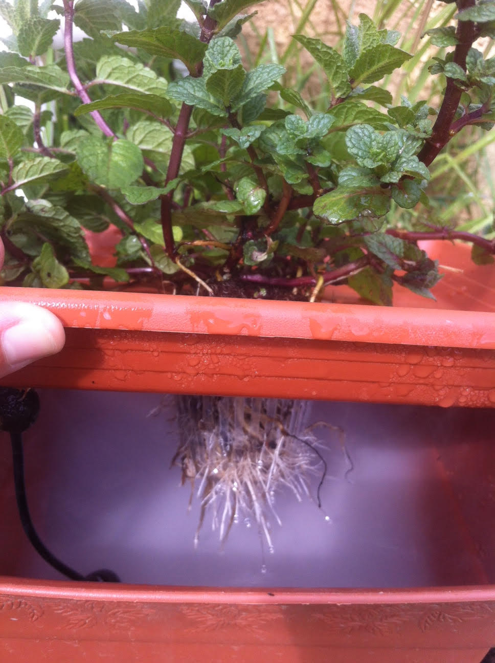 צמיחת השורשים בריאה ומהירה במיוחד, בעקבות כך מתגלה גם צמיחה חדשה בעלי הצמח.