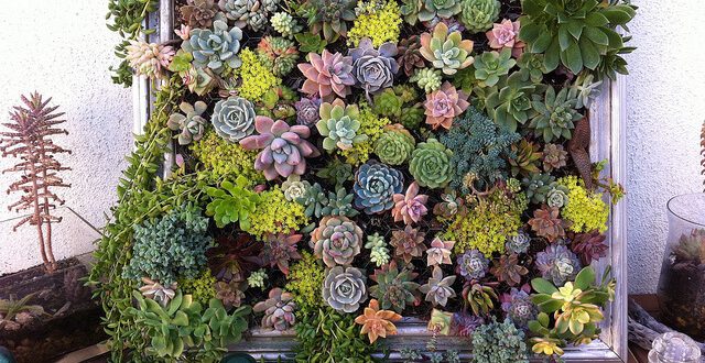 גינת סוקולנטים בתמונה