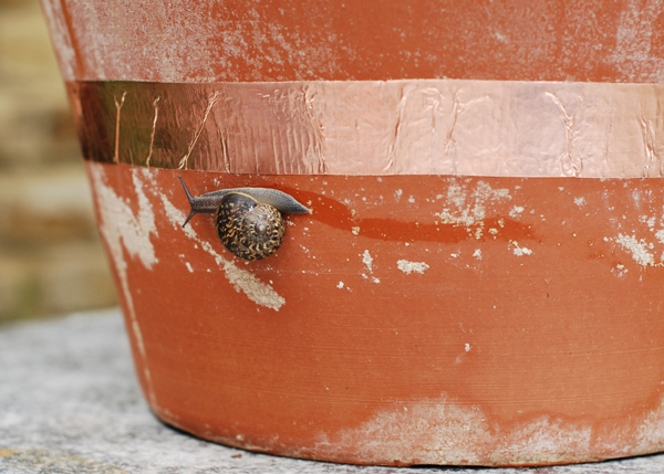 חשופיות מקבלות זרם חשמלי מנחושת