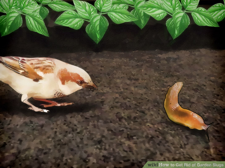 הדברת חלזונות בגינה