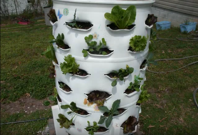 מילוי החבית בצמחים