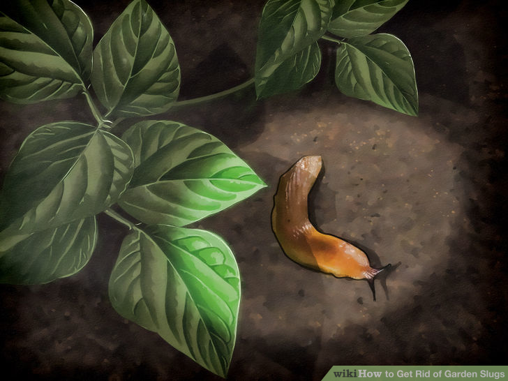 איך להפטר מחשופיות שבלולים חלזונות