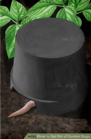 אוכל כלבים או חתולים