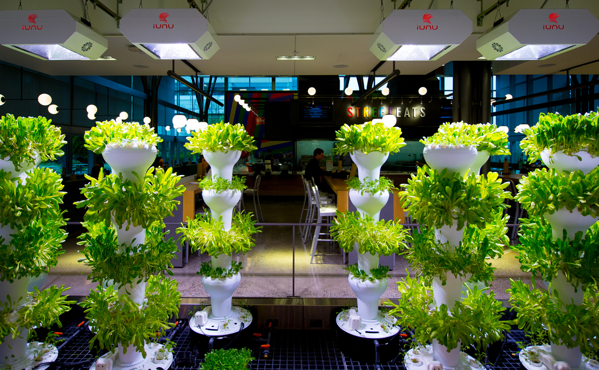 גידול הידרופוני במייקרוסופט