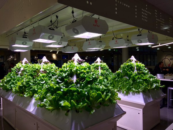 מערכת הידרופונית מייקרופוסט