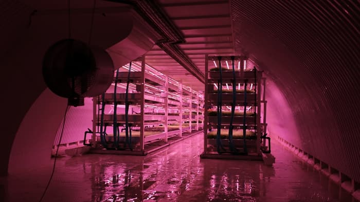 growing-underground3