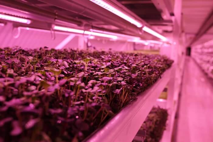 growing-underground4