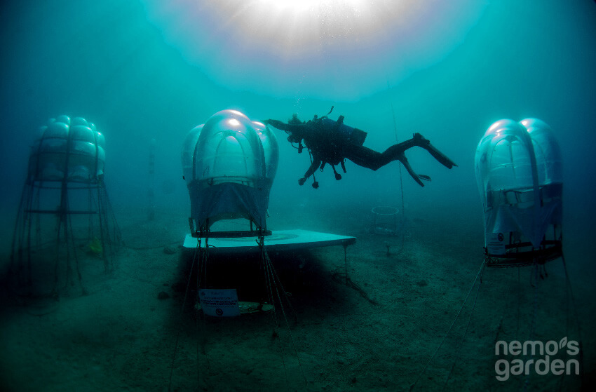 הידרופוניקה - הגנים של נמו