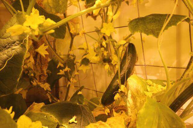 גידול מלפפונים בחווה ההידרופונית באנטקרטיקה