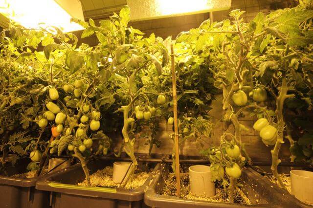 עגבניות הידרופוניות המגודלות בחדר הגידול ההידרופוני באנטרקטיקה