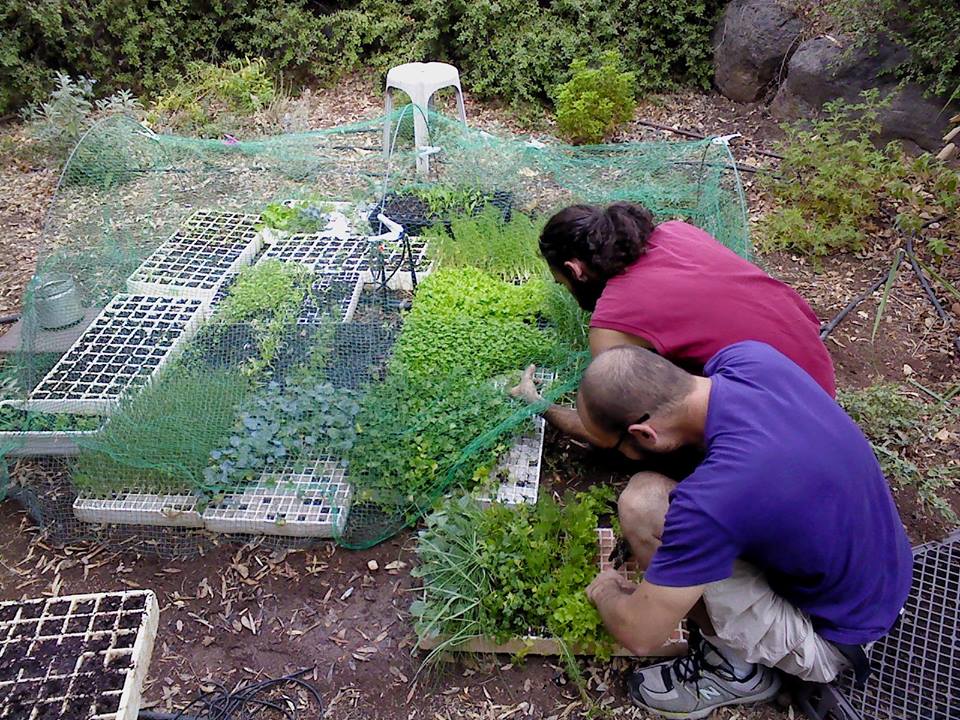 עידן פלאות מגדלים ירקות בבית