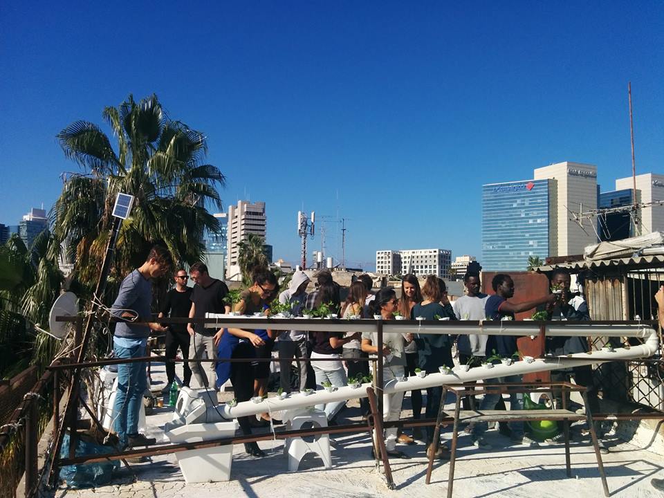 חקלאות אורבנית